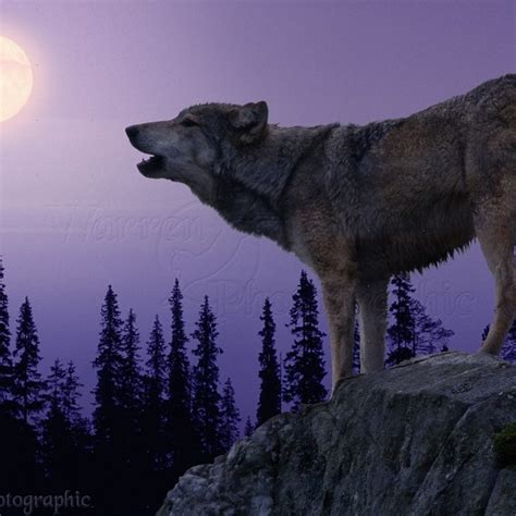 10 Most Popular Pics Of Wolves Howling At The Moon Full Hd 1920×1080