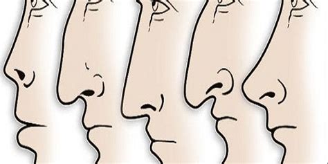 Here's What The Shape Of Your Nose Reveals About Your Personality ...