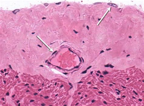 Histology Epithelium Flashcards Quizlet