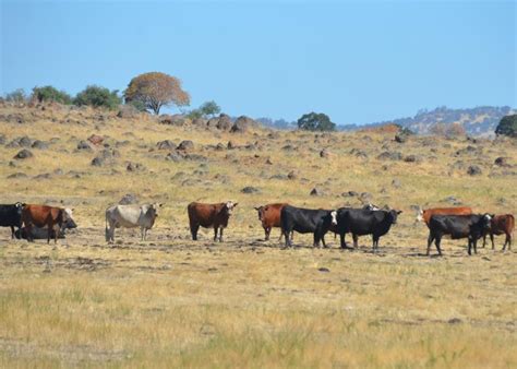Feeding Livestock In Time Of Drought Franklin County Cattlemens
