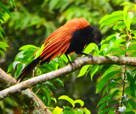 Greater Coucal Project Noah