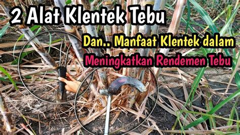 Klentek Tebu Hijau Manfaat Klentek Tebu Dalam Meningkatkan Rendemen