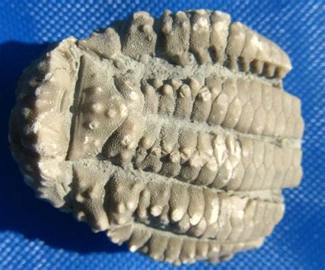 Class: Crinoidea - Kansas Geology