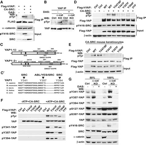 E Catenin Inhibits A Srcyap Oncogenic Module That Couples Tyrosine