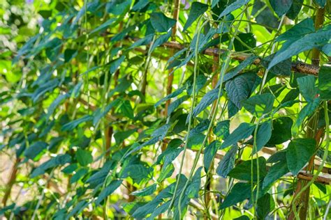 Long Beans (Yardlong Bean): Description, Flavor, Benefits, And Uses ...