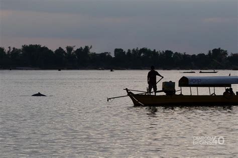 Mekong Freshwater Dolphins Cambodia Begins At 40