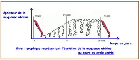 reproduction sexuée Vive les SVT