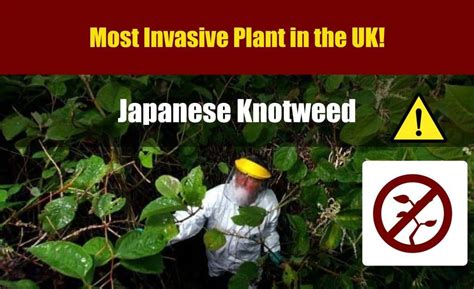 Japanese Knotweed The Definitive Guide