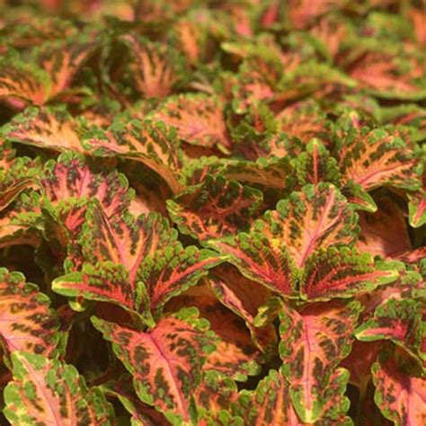 Coleus-Wizard-Coral-Sunrise | Ahner Greenhouse