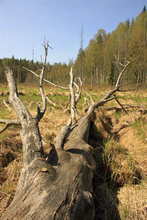 Gef Llter Baum Trockenes Holz Wald Kostenloses Foto Auf Pixabay Pixabay