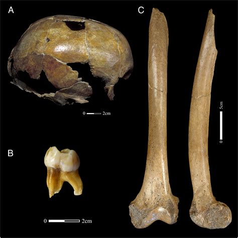 Neanderthalensis Fossil