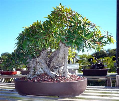 Visit To Erik Wigert S Bonsai Garden Fl