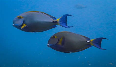 Surgeonfish At Jena Reef Afcts And Photographs Seaunseen