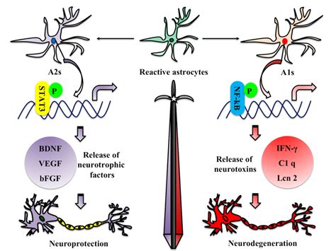 Reactive Astrocytes In Neurodegenerative Diseases