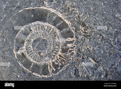 Jurassic Coast Dorset Fossil Hi Res Stock Photography And Images Alamy