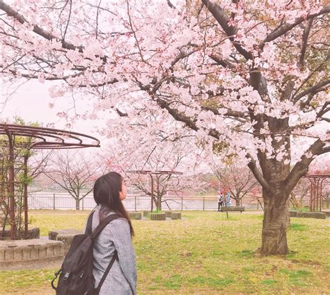 鶴見緑地公園の桜の状況を見てきた！満開はいつ？ 鶴見区