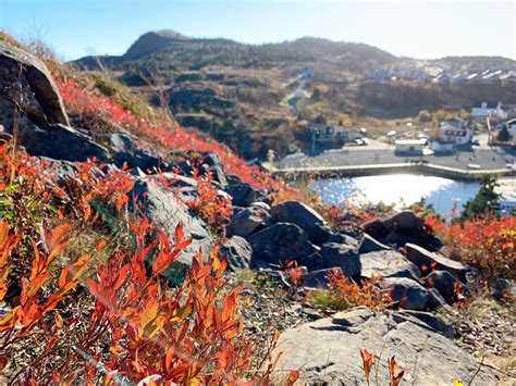 Hidden Gems in St. John's Newfoundland - See Sight Tours