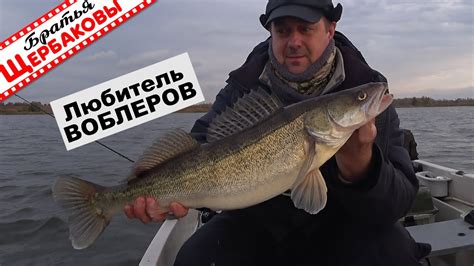 С ВОБЛЕРАМИ минноу И ЛОДКОЙ за хищником НА осеннее ВОДОХРАНИЛИЩЕ. Как ...