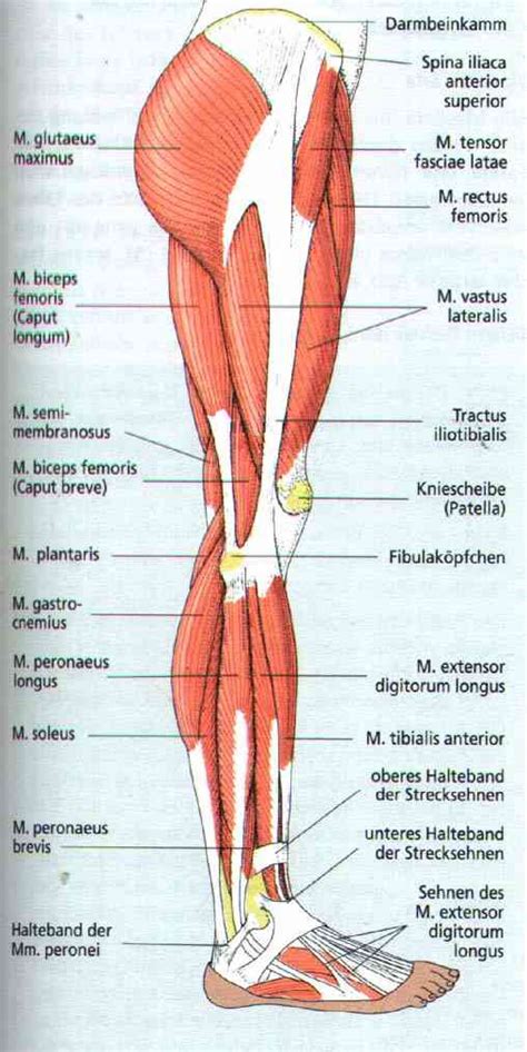 Beinmuskeln Lateral