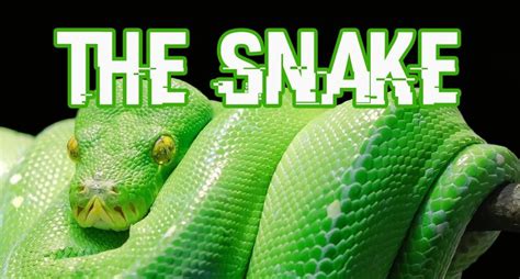 The Snake Classic Snake Game Revisited