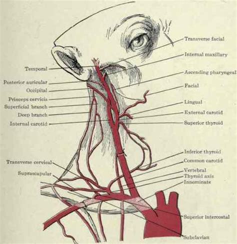 Arteries Of The Neck Ligation Part 2