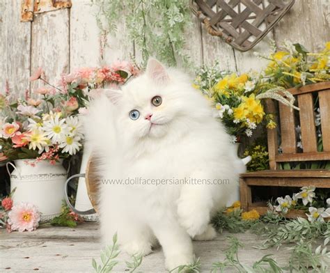 Stuart Little White Male Bi Eyed Persian Kitten For Salepersian