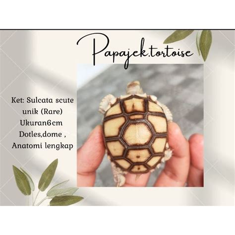 Jual Replika Sulcata Scute Unik Shopee Indonesia