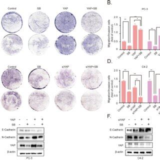 SB Inhibits The Migration Invasion And Epithelial Mesenchymal