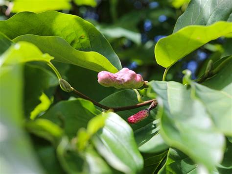 Cucumber Tree Facts Can You Grow Cucumber Trees In The Home Landscape