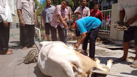 Supaya Layak Dikonsumsi Begini Cara Menyembelih Hewan Kurban Yang Baik