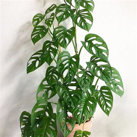 monstera adansonii swiss cheese plant care tips artofit