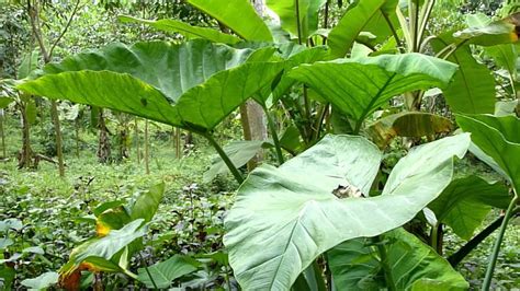 How To Start Yam Farming In Nigeria Beginners Guide Wealth Result