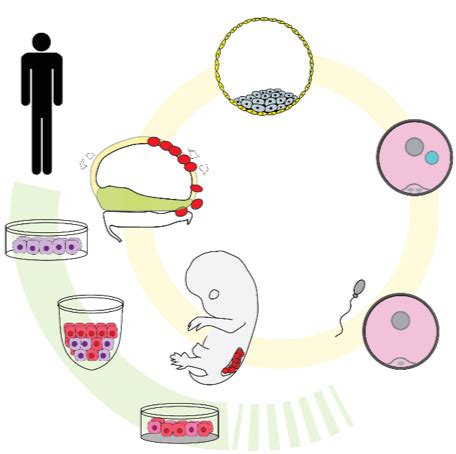 Germ Cell – Sasaki Lab