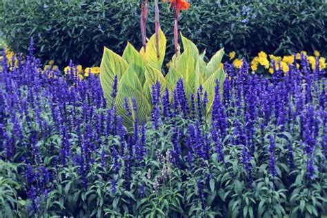 Salvia Farinacea Victoria Blue Mealy Cup Sage