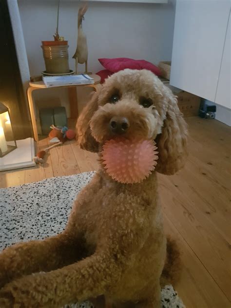 Meet Eddie Our Two Year Old Miniature Poodle Rpoodles