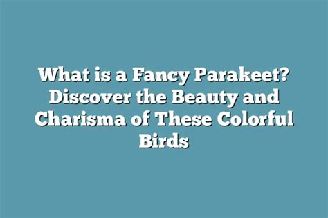 What Is A Fancy Parakeet Discover The Beauty And Charisma Of These