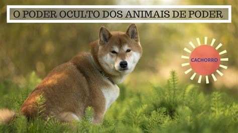 Significado Do Cachorro O Poder Oculto Do Animal De Poder Youtube