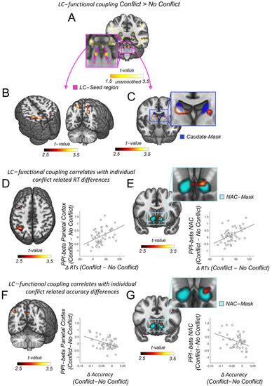 Brain Sciences Free Full Text Functional Coupling Of The Locus