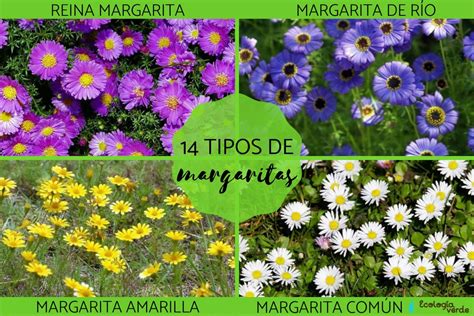 Details 48 Plantas De Margaritas De Colores Abzlocal Mx