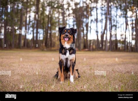 australian shepherd tri color aussie    park stock photo alamy
