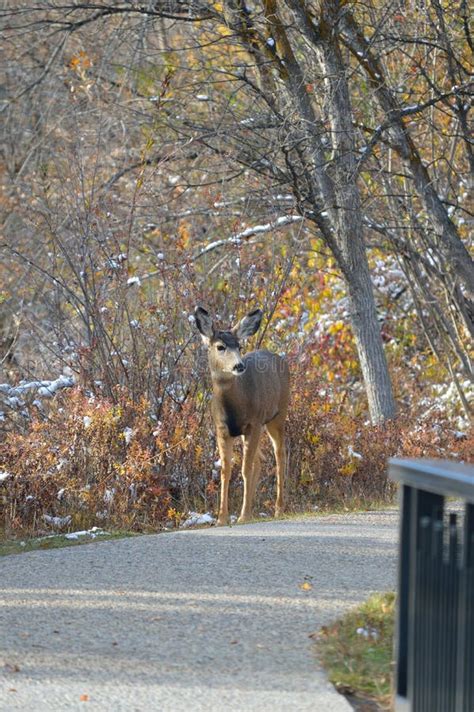 Deer Path Stock Photo Image Of Animal Deer Autumn 22404704