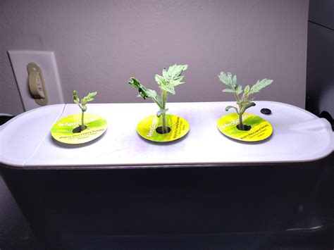 Cherry tomatoes. Two weeks in!! :) : r/aerogarden