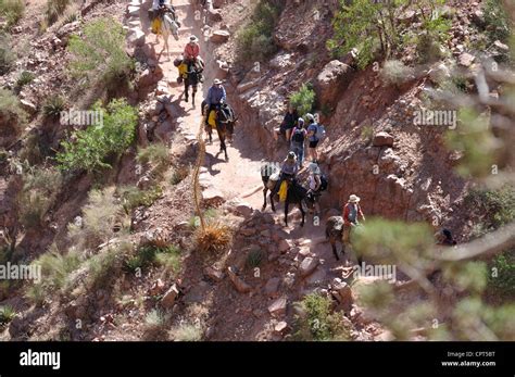 Mule Ride Bright Angel Trail Grand Canyon National Park Arizona Usa