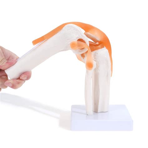 Knee Joint Model With Flexible Ligaments Life Size For Anatomical