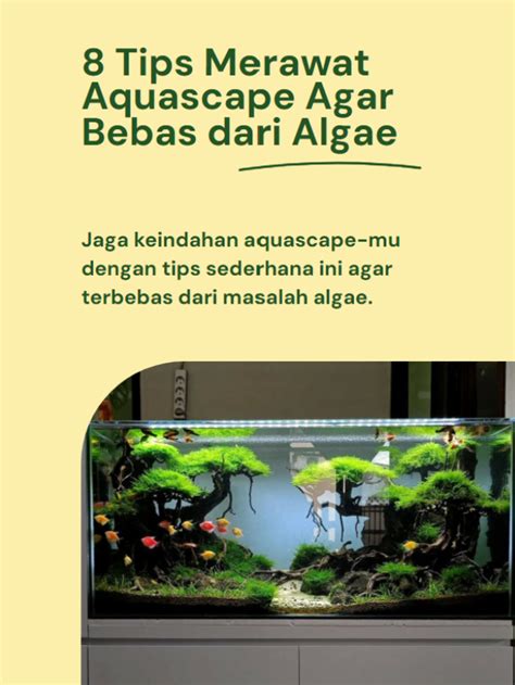 Tips Merawat Aquascape Agar Bebas Dari Algae Tanaman Aquascape Id