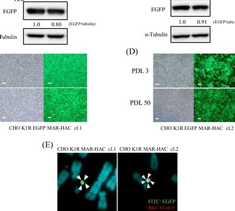 Analysis Of EGFP Expression During Long Term Culture Of CHO K1R EGFP