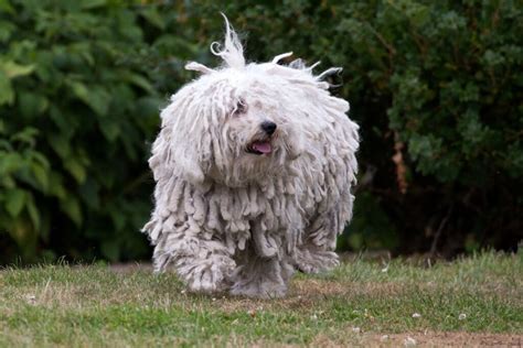 Ra As De Cachorro Fisicamente Incomuns