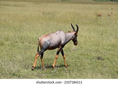 1,706 Topi Antelope Images, Stock Photos & Vectors | Shutterstock