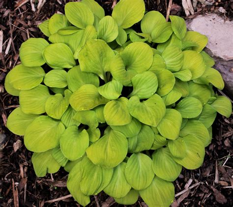 New Hostas For 2016 Plant Delights Nursery Blog