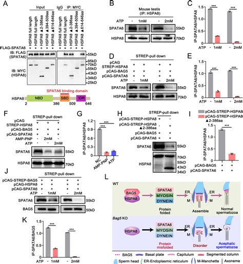 BAG5 Regulates HSPA8 Mediated Protein Folding Required For Sperm Head